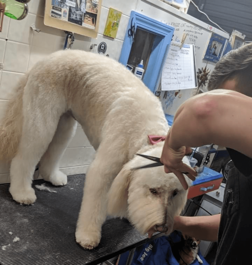 Blue Poodle Pet Salon & Boarding
