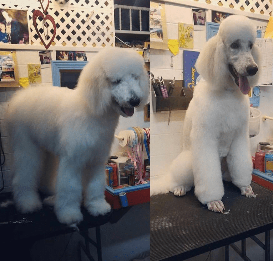 Blue Poodle Pet Salon & Boarding