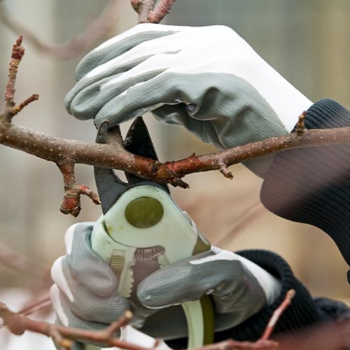 Tree Pruning