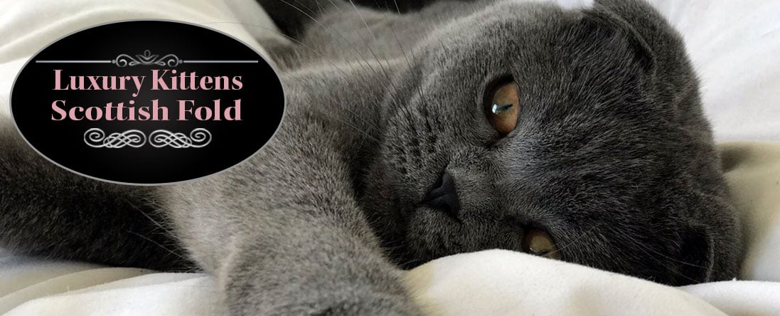 Scottish Fold Kitten