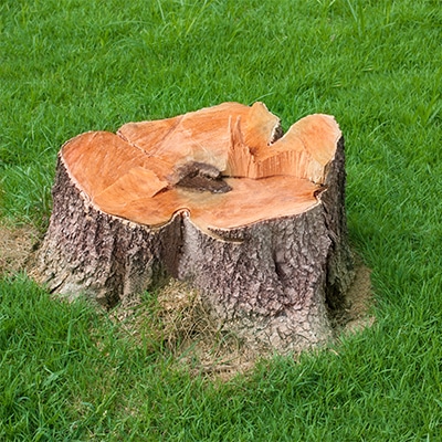 STUMP REMOVAL