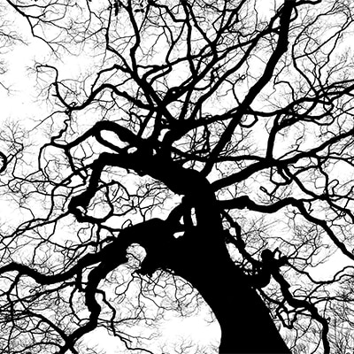 TREE SERVICES