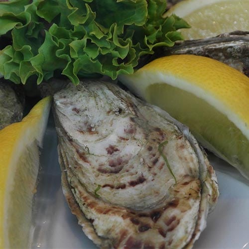 OYSTERS