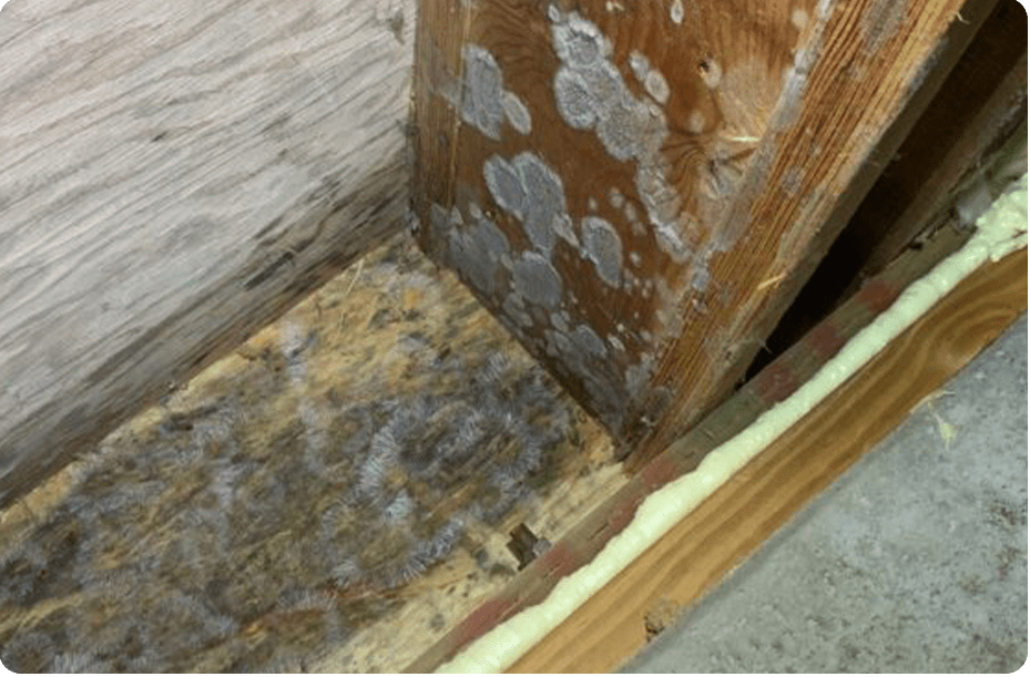 Mold Remediation