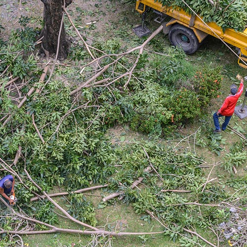 Tree Demolition