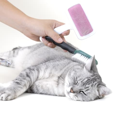 Cat Grooming