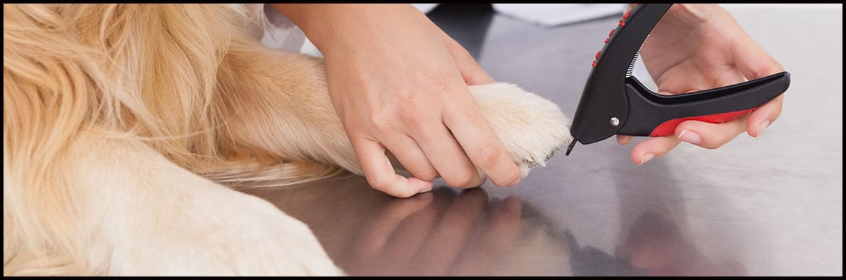 Pet Nail Trimming