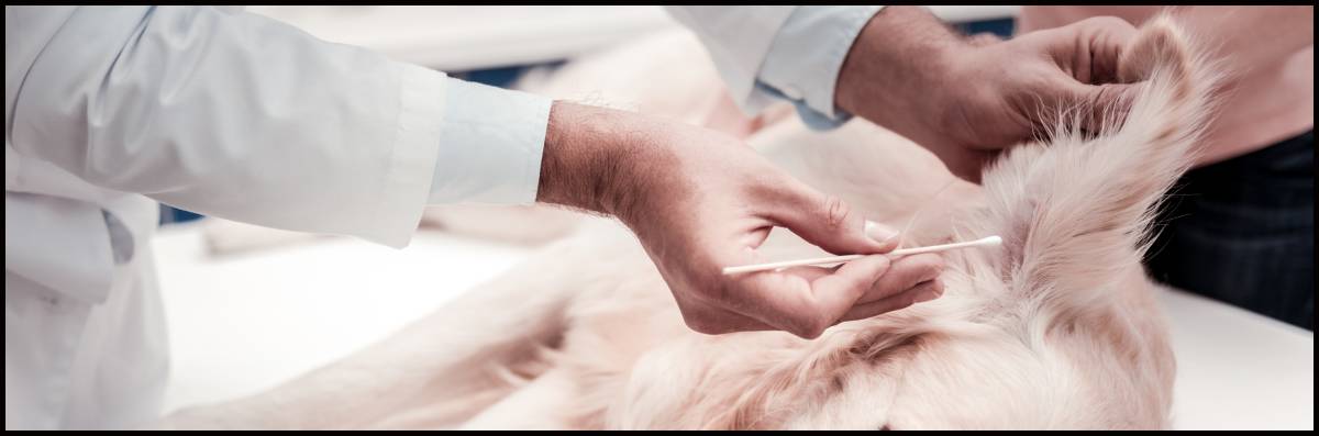 Ear Grooming for Dogs