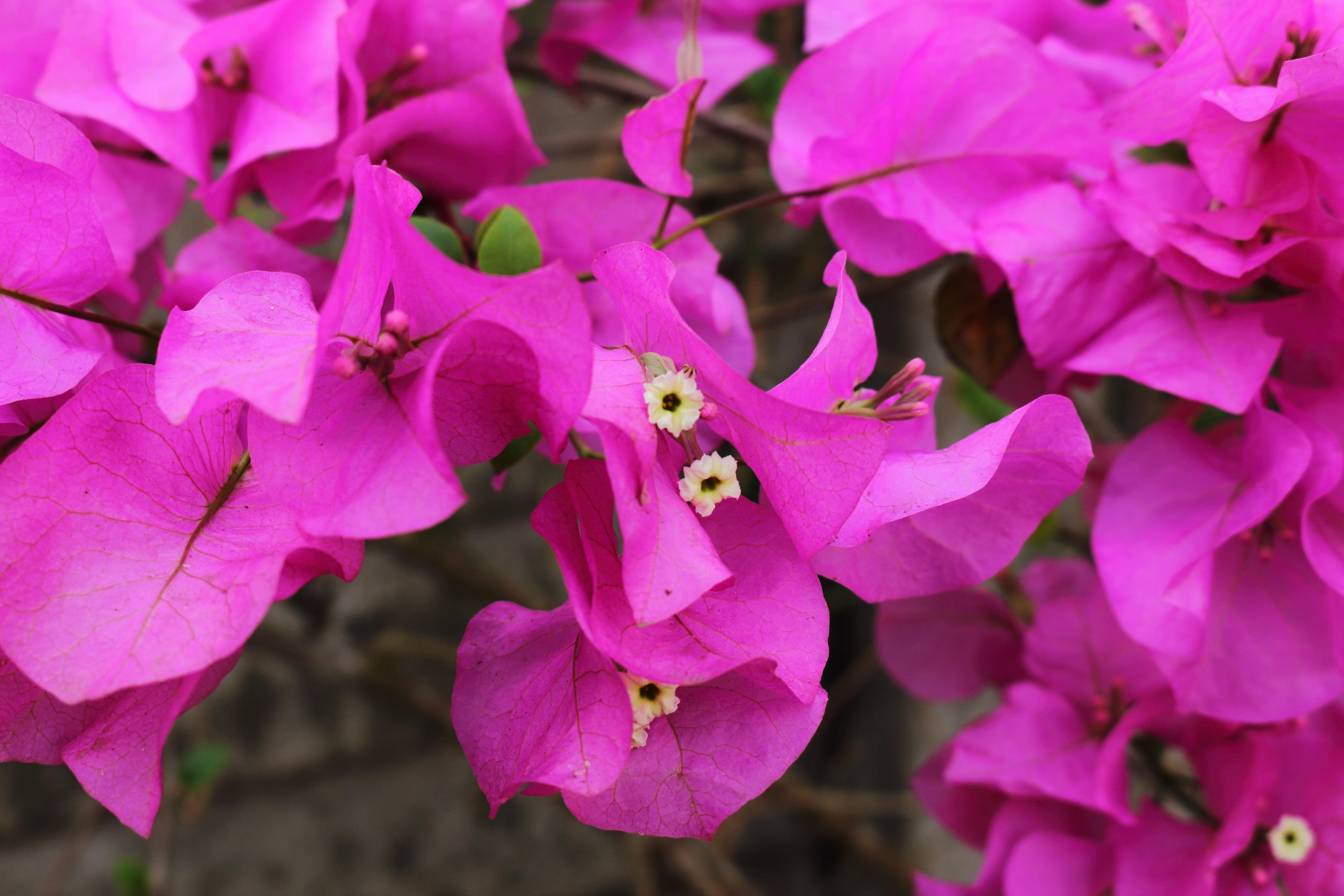 DMV Funeral & Sympathy Flowers Offers Sympathy Plants in Fairfax, VA 22031