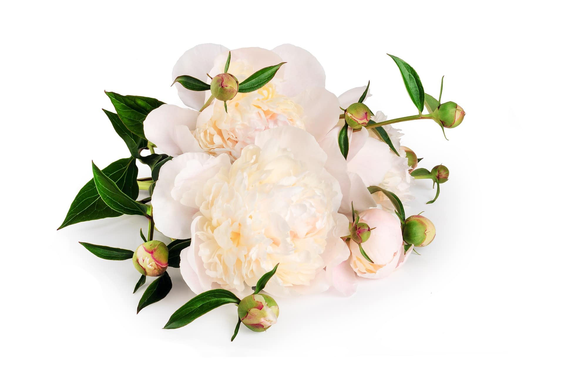 DMV Funeral & Sympathy Flowers Offers Sympathy Plants in Fairfax, VA 22031