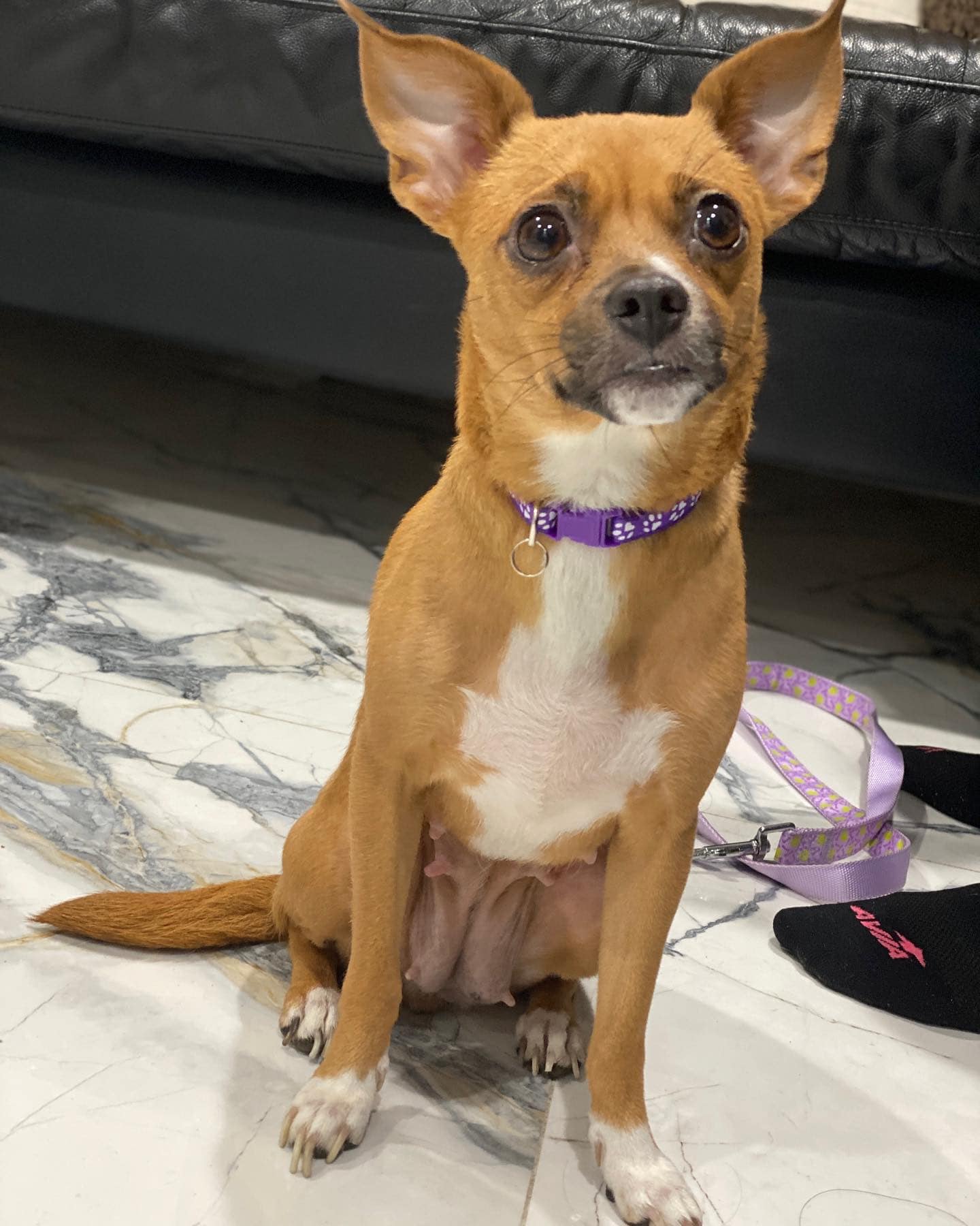 Girls of dog rescue offers dog adoptions in tustin ca 92780