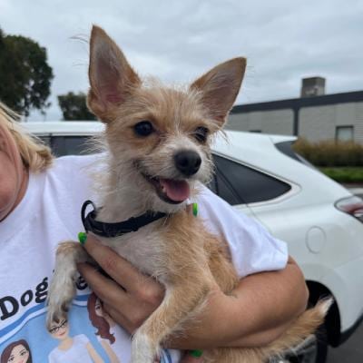Girls Of Dog Rescue is a Dog Adoption Organization in Tustin, CA 92780