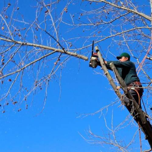HVA TREE CARE is a Tree Removal Company in Bloomington, CA 92316