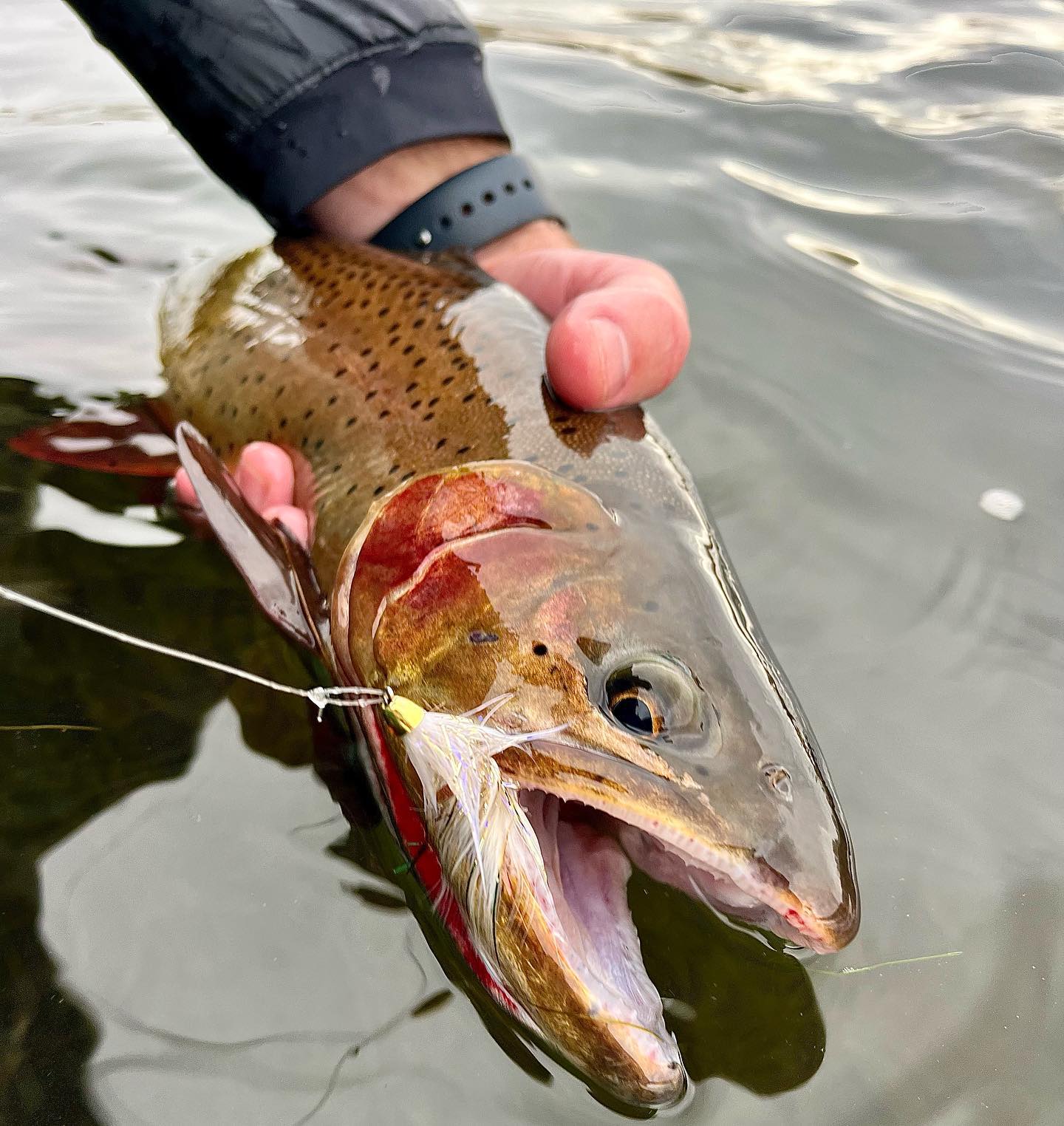 Crazy Rainbow Fly Fishing Offers Trophy Trout Fly Fishing in Casper, WY 82604