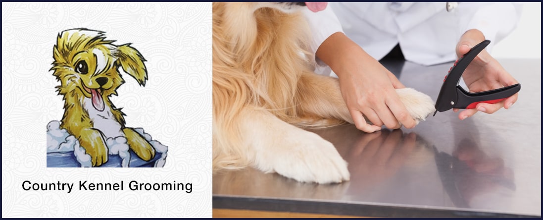 Nail Trimming 