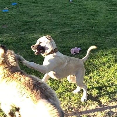 PROTECTION DOG TRAINING 