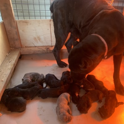 DOG BREEDING SERVICES