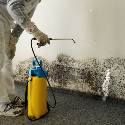 MOLD REMEDIATION